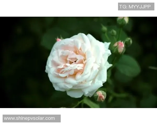 舞动人生：黄丽在街舞世界中的追梦旅程与心灵对话